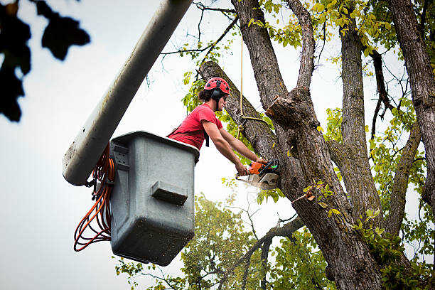 Freeport, PA Tree Removal Company